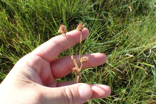 Image of Indianola Beak Sedge