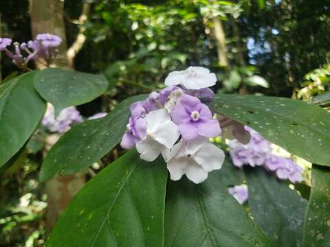 Brunfelsia grandiflora D. Don resmi