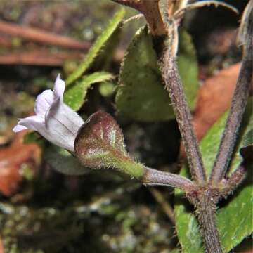 Imagem de Strobilanthes reptans (G. Forst.) Moylan ex Y. F. Deng & J. R. I. Wood