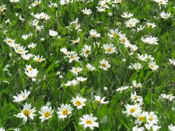 Image of White-Ray Mule's-Ears