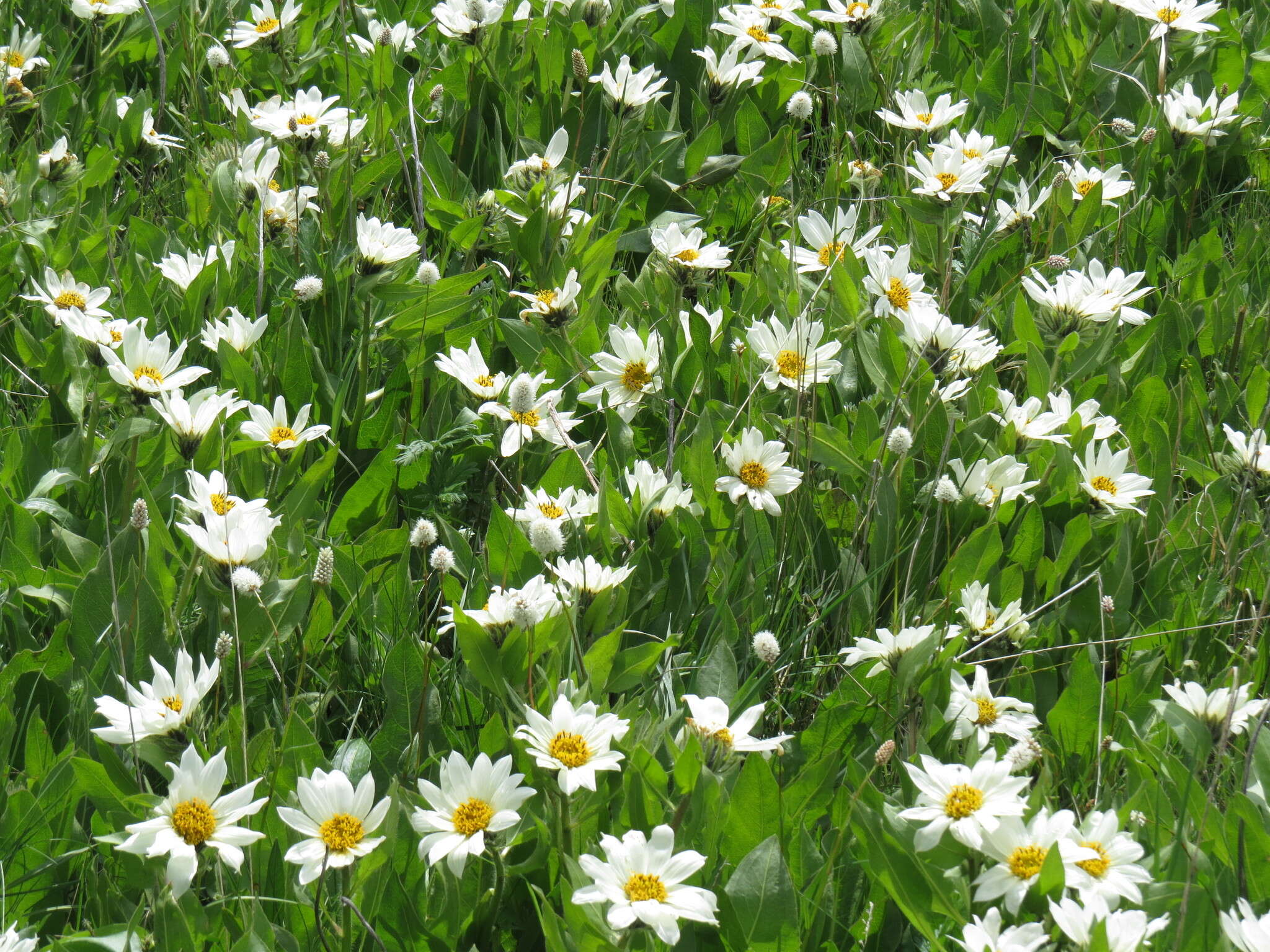 Image of White-Ray Mule's-Ears