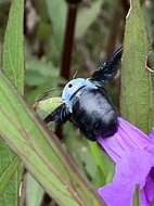 Image de Xylocopa abbotti (Cockerell 1909)