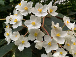 Image of Begonia scharffii Hook. fil.