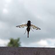 Image of Mexican Fruit Fly