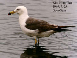 Image of Black-tailed Gull