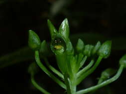 Image of Malaxis lepanthiflora (Schltr.) Ames