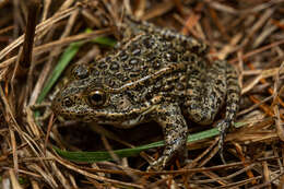 Image of Dusky Gopher Frog