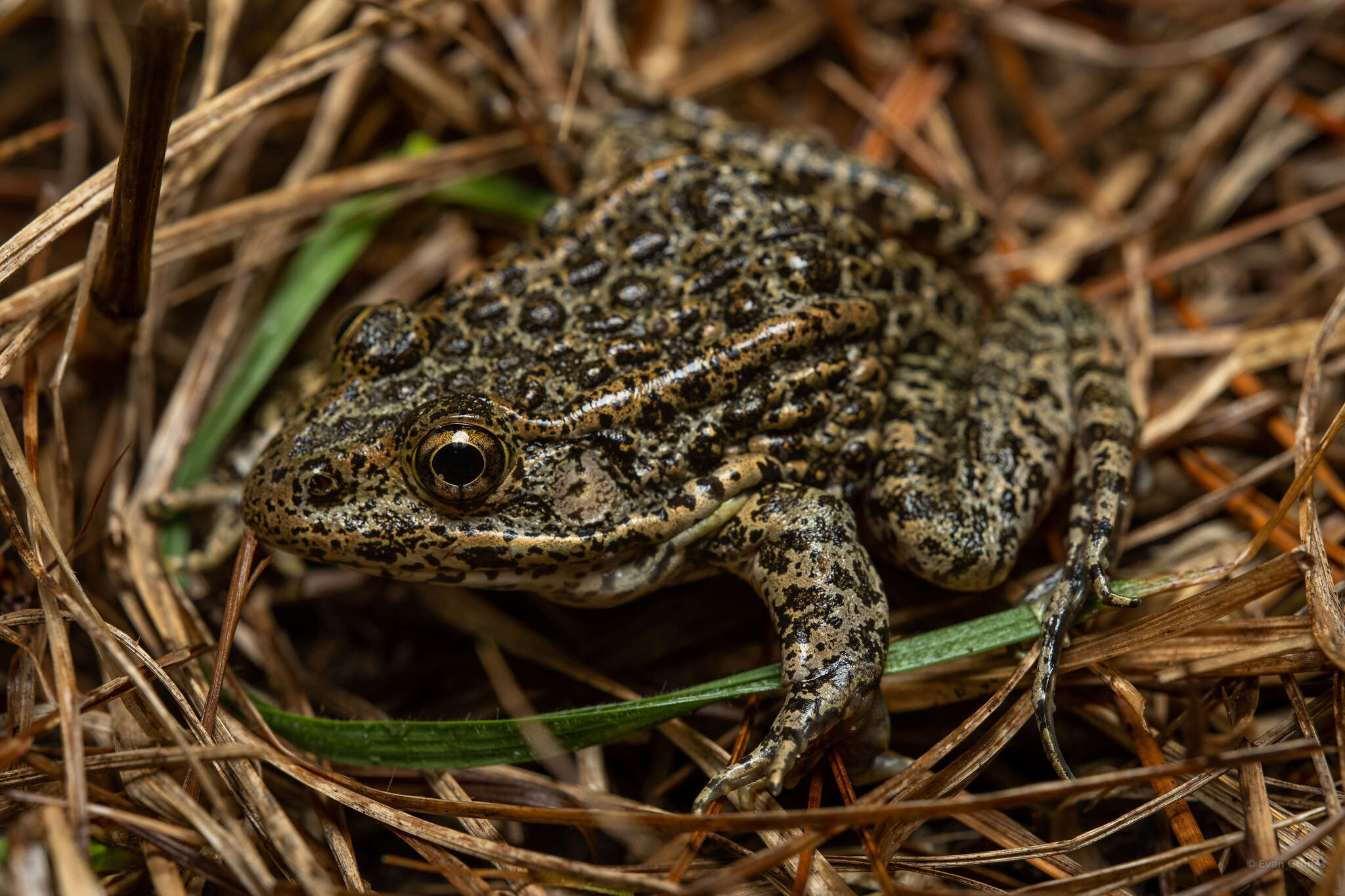 Image of Dusky Gopher Frog