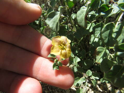 Image of yellow nightshade groundcherry