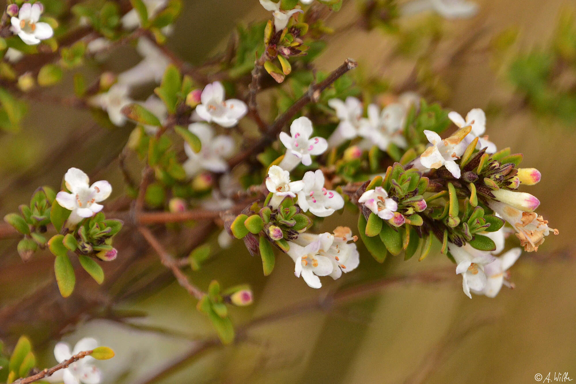 Clinopodium bolivianum (Benth.) Kuntze resmi