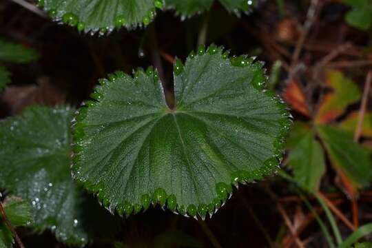 Image of Lachemilla pectinata (Kunth) Rothm.