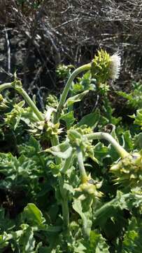 Image of Chorro Creek bog thistle