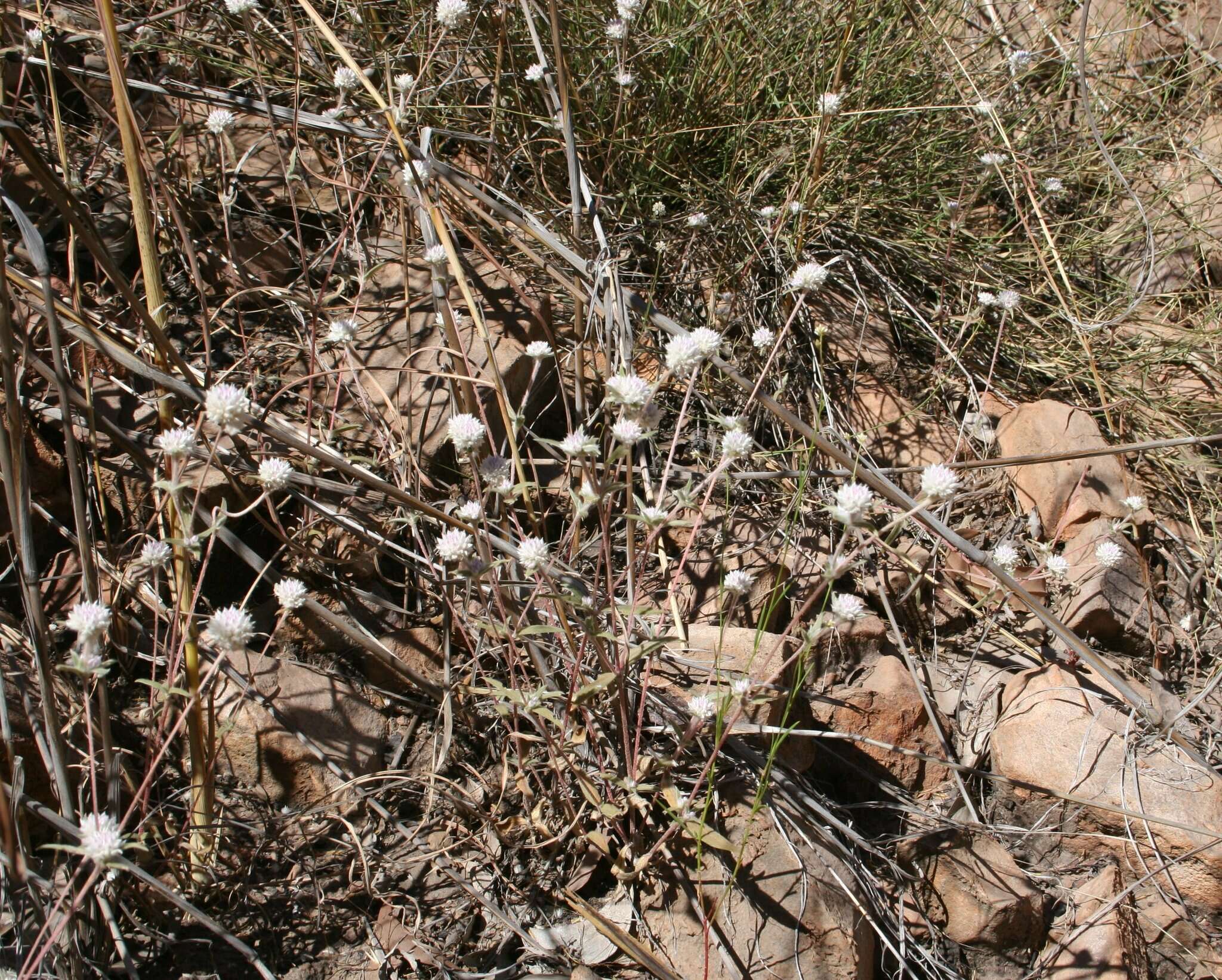 Image of Gomphrena leptoclada Benth.