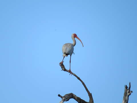 Image of American White and Scarlet Ibises