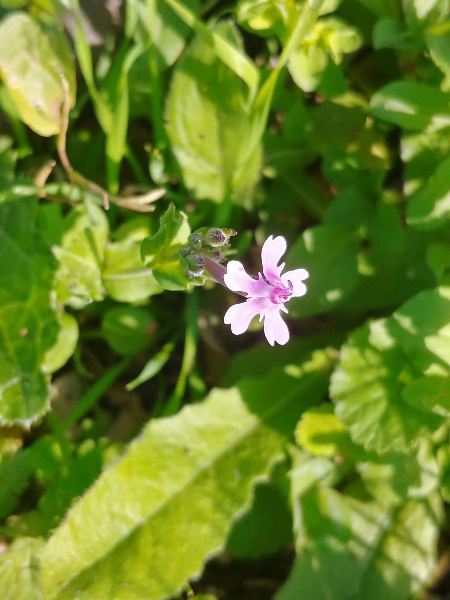 Silene aegyptiaca (L.) L. fil.的圖片