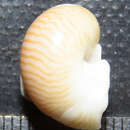 Image of lined moonsnail