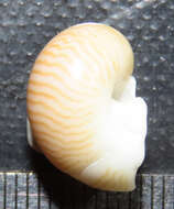 Image of lined moonsnail