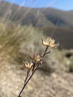 Слика од Madia citrigracilis D. D. Keck