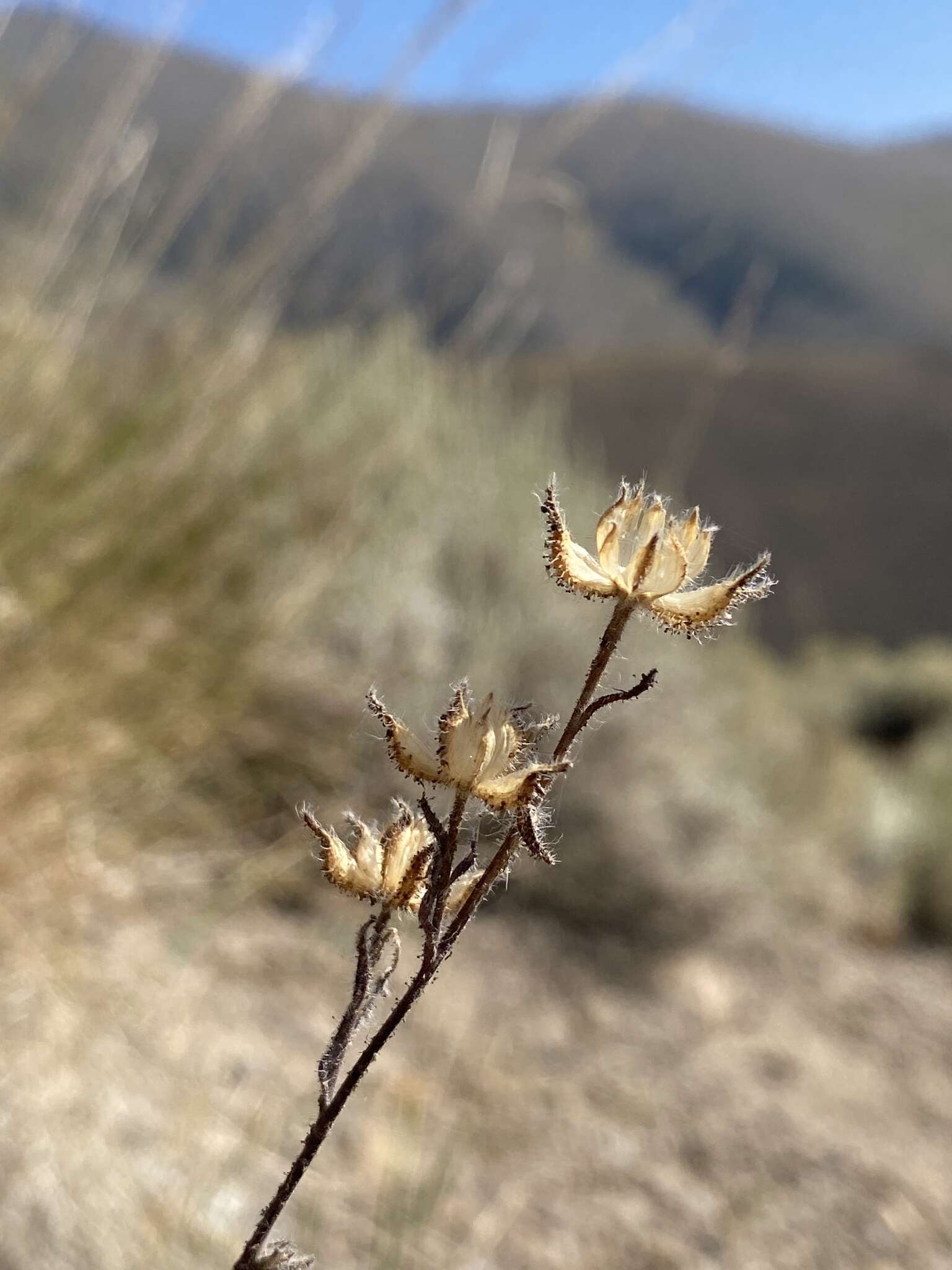 Image of Shasta tarweed