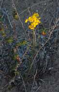 Image of Erysimum suffrutescens (Abrams) Rossbach