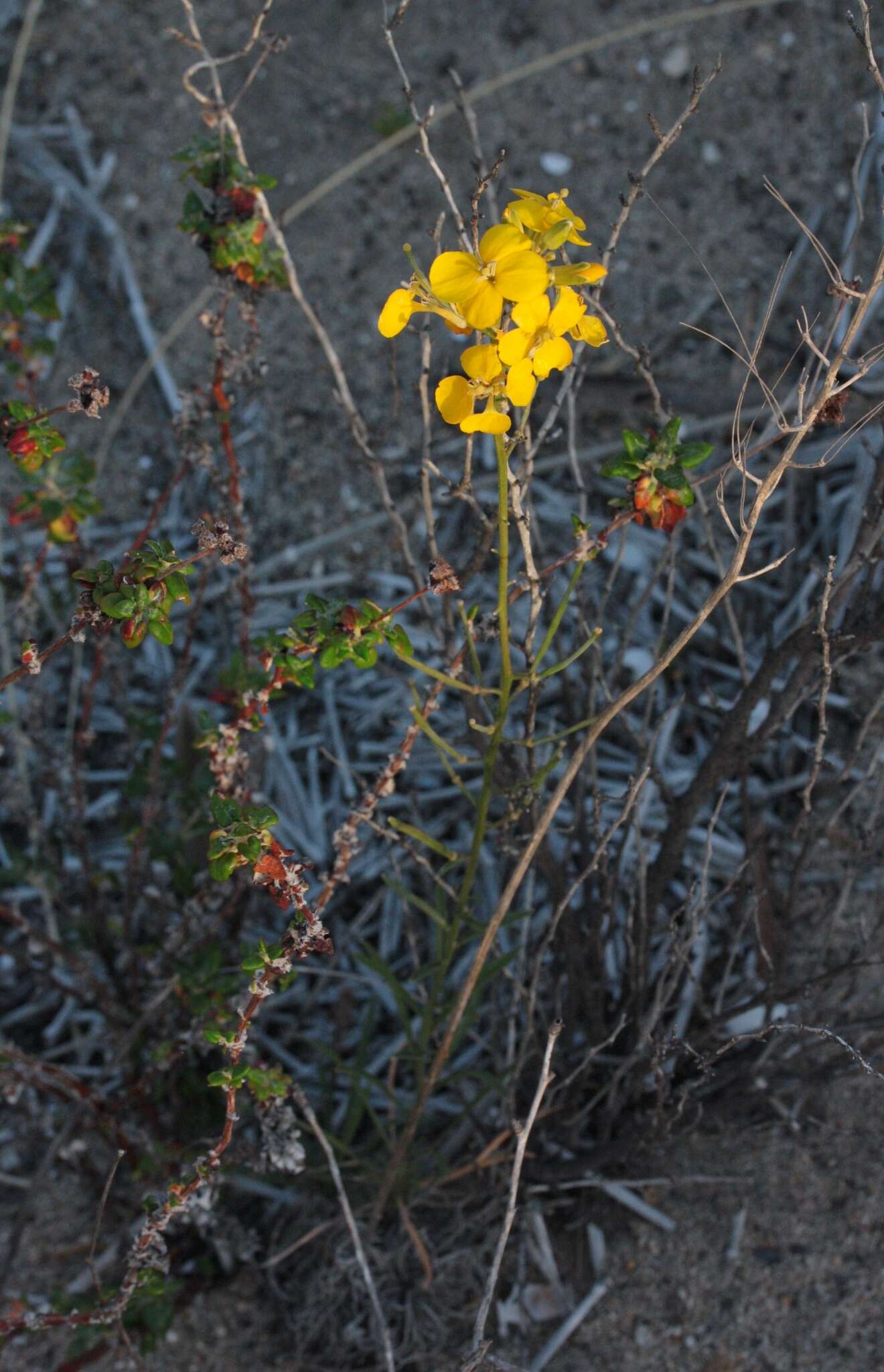 Image of Erysimum suffrutescens (Abrams) Rossbach