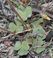 Sivun Oxalis punctata L. fil. kuva