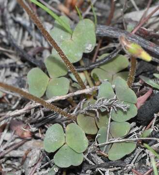 Imagem de Oxalis punctata L. fil.