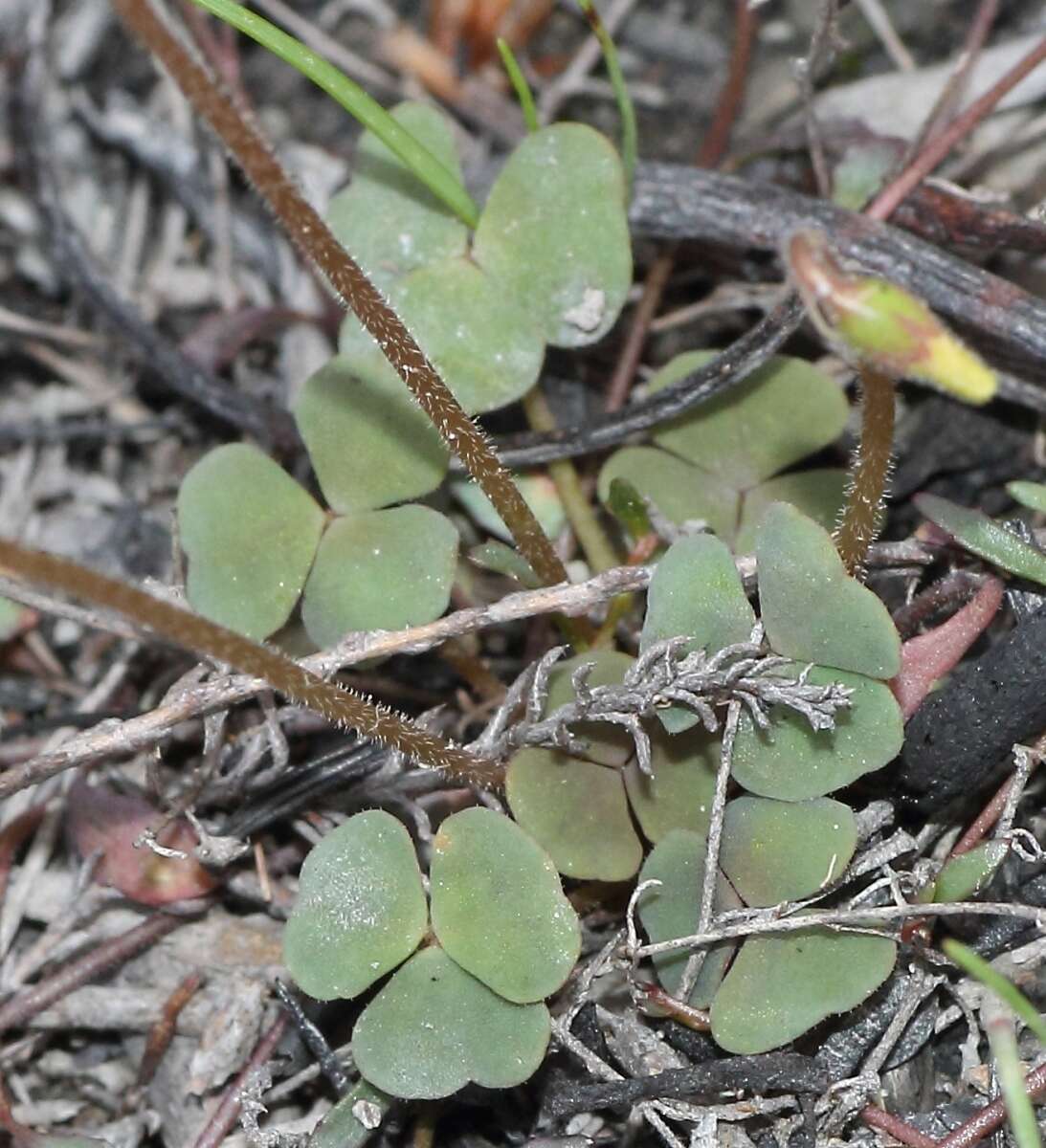 Sivun Oxalis punctata L. fil. kuva