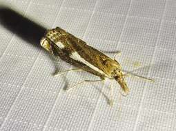 Image of Crambus heringiellus Herrich-Schäffer 1949