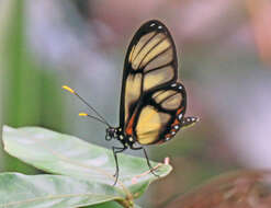 Image of Callithomia lenea Cramer 1782