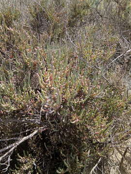 Image of Salicornia mossiana (Toelken) Piirainen & G. Kadereit