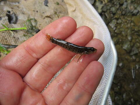 Image of <i>Etheostoma starnesi</i>