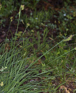 Imagem de Carex raynoldsii Dewey