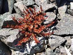 Image of Epilobium porphyrium G. Simpson