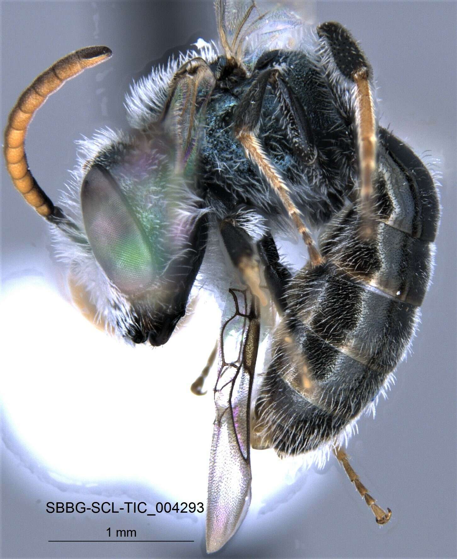 Image of Lasioglossum incompletum (Crawford 1907)