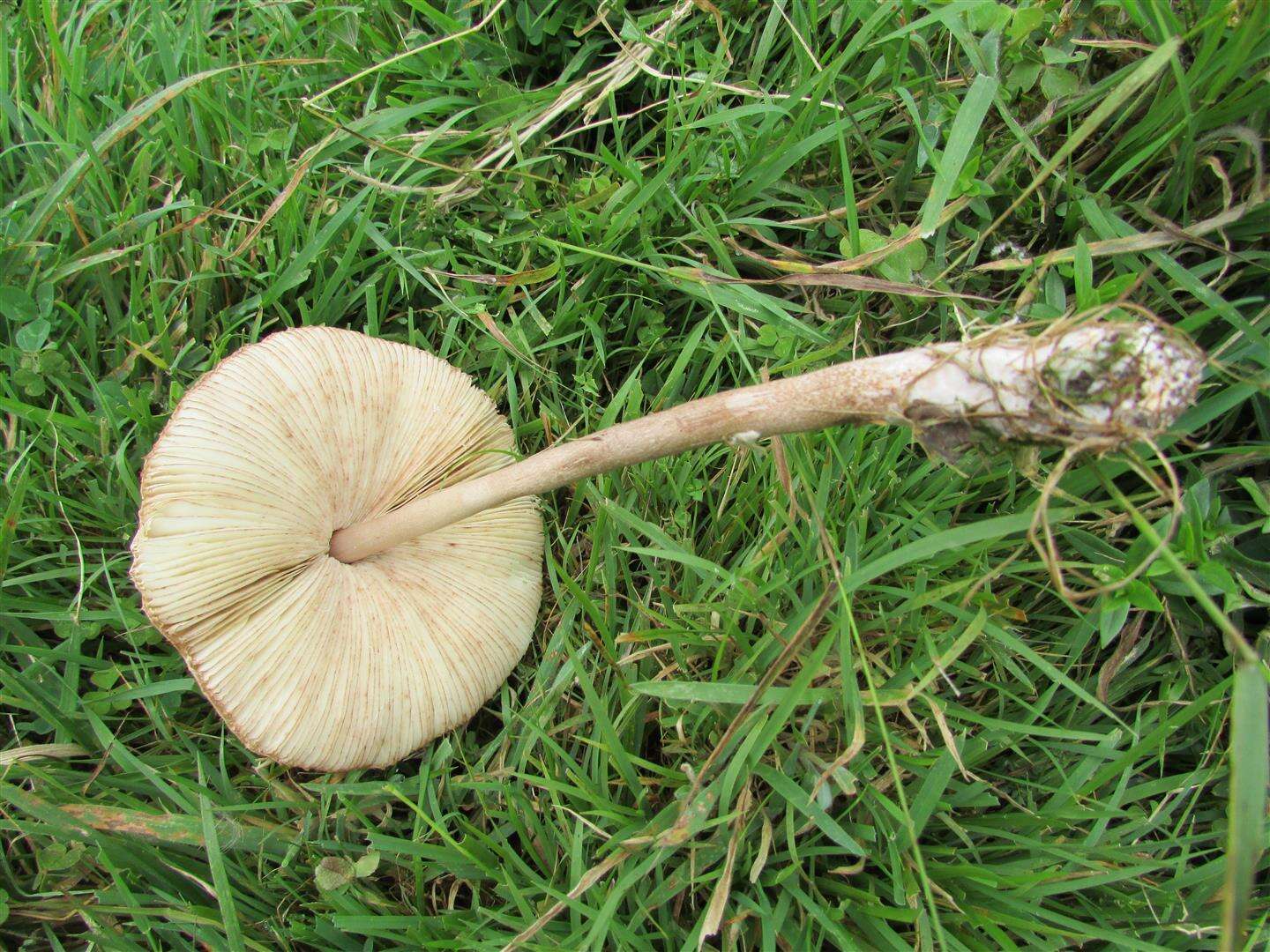 Image of Macrolepiota clelandii Grgur. 1997