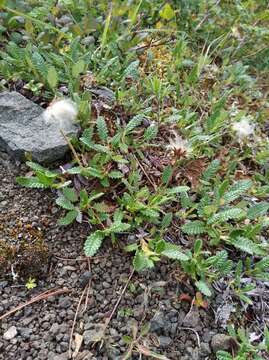 Imagem de Dryas octopetala subsp. alaskensis (A. Pors.) Hult.