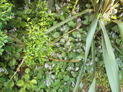 Image of speckled spur flower