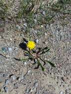 Plancia ëd Taraxacum palustre (Lyons) Symons