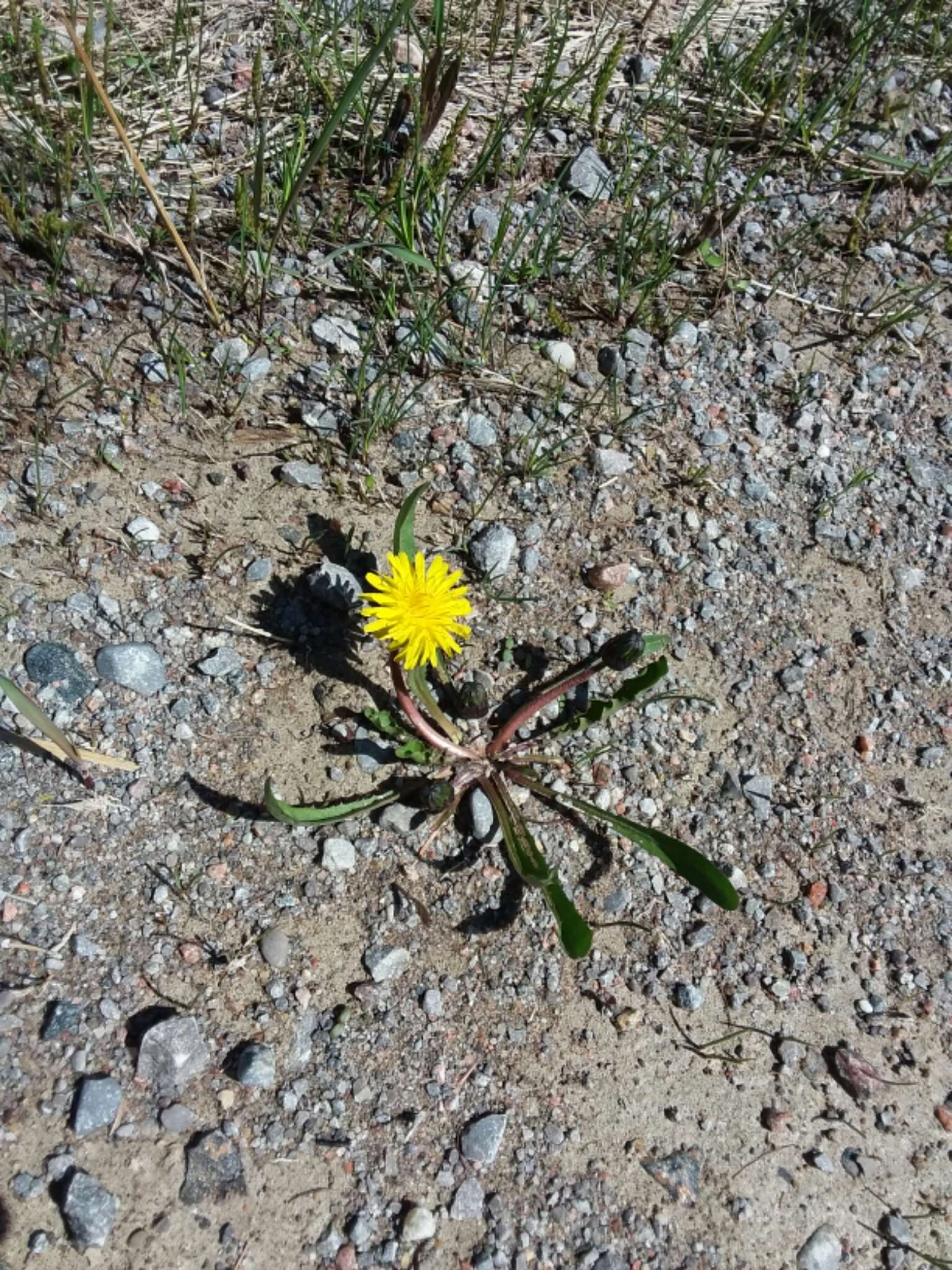 Plancia ëd Taraxacum palustre (Lyons) Symons