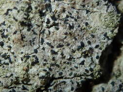 Image of scribble lichen