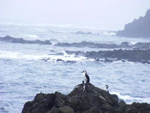 Image of Antarctic Shag