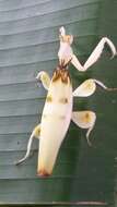 Image of Orchid mantis