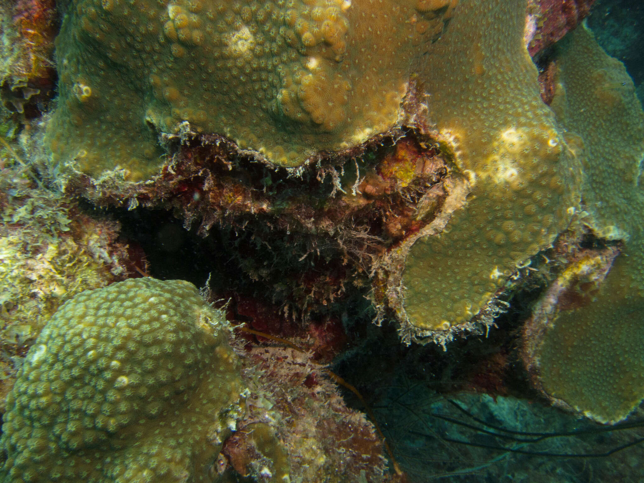 Image of boulder star coral