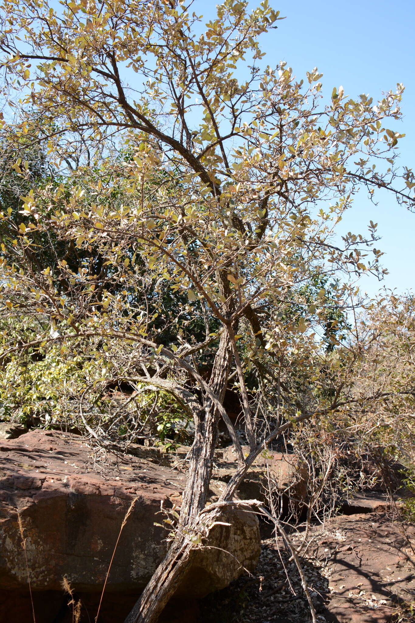 Image of Brachylaena discolor var. transvaalensis (E. Phillips & Schweick.) H. J. Beentje