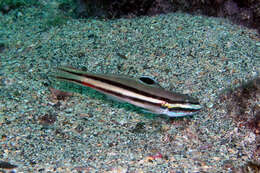 Image of Twostripe goby