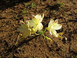 Image of Alstroemeria diluta Ehr. Bayer