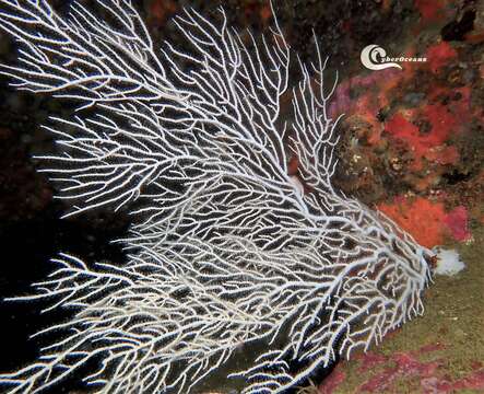 Image of Broad Sea Fan