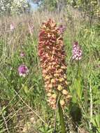 Image of Orchis wulffiana Soó