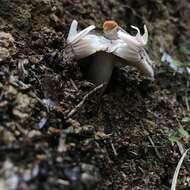 Image of Russula griseoviridis McNabb 1973